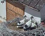 Capi_Dubne_20250625_131503.jpg