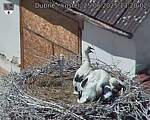Capi_Dubne_20250625_132002.jpg