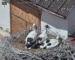 Capi_Dubne_20250625_133003.jpg