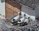 Capi_Dubne_20250625_134002.jpg