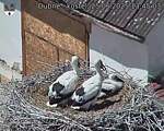 Capi_Dubne_20250625_134503.jpg