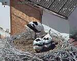 Capi_Dubne_20250625_140002.jpg