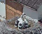 Capi_Dubne_20250625_141002.jpg
