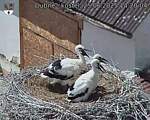 Capi_Dubne_20250625_142004.jpg