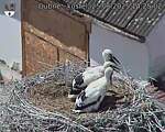 Capi_Dubne_20250625_142502.jpg