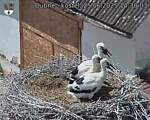 Capi_Dubne_20250625_143003.jpg