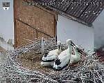 Capi_Dubne_20250625_143503.jpg