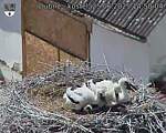 Capi_Dubne_20250625_145004.jpg