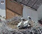 Capi_Dubne_20250625_145502.jpg
