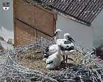Capi_Dubne_20250625_150503.jpg