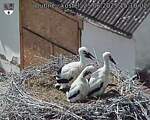 Capi_Dubne_20250625_151002.jpg