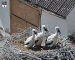 Capi_Dubne_20250625_152003.jpg