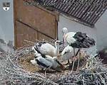 Capi_Dubne_20250625_153002.jpg