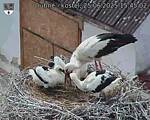 Capi_Dubne_20250625_154502.jpg