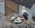 Capi_Dubne_20250625_160502.jpg