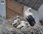 Capi_Dubne_20250625_161003.jpg
