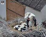 Capi_Dubne_20250625_162003.jpg