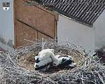 Capi_Dubne_20250625_163003.jpg