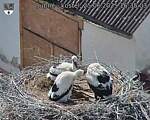 Capi_Dubne_20250625_163503.jpg