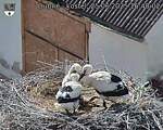 Capi_Dubne_20250625_164002.jpg