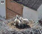 Capi_Dubne_20250625_165003.jpg