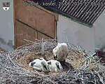 Capi_Dubne_20250625_170503.jpg