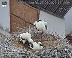 Capi_Dubne_20250625_171504.jpg