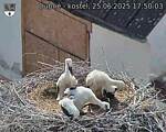 Capi_Dubne_20250625_175003.jpg