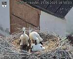 Capi_Dubne_20250625_185003.jpg