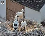 Capi_Dubne_20250625_191503.jpg