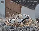 Capi_Dubne_20250625_193003.jpg