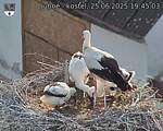 Capi_Dubne_20250625_194503.jpg