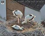 Capi_Dubne_20250625_195003.jpg