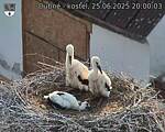 Capi_Dubne_20250625_200003.jpg