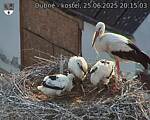 Capi_Dubne_20250625_201503.jpg