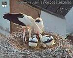 Capi_Dubne_20250625_202503.jpg