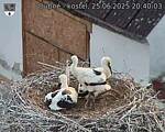 Capi_Dubne_20250625_204003.jpg