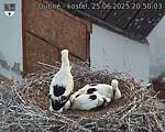 Capi_Dubne_20250625_205003.jpg