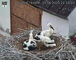 Capi_Dubne_20250625_211003.jpg