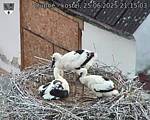 Capi_Dubne_20250625_211503.jpg