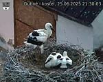 Capi_Dubne_20250625_213003.jpg