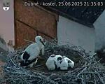 Capi_Dubne_20250625_213503.jpg