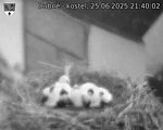Capi_Dubne_20250625_214002.jpg