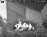 Capi_Dubne_20250625_214503.jpg