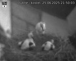 Capi_Dubne_20250625_215003.jpg
