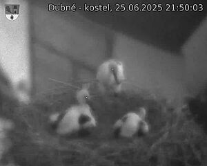 Capi_Dubne_20250625_215003.jpg (1350 x 1080)