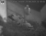 Capi_Dubne_20250625_215502.jpg