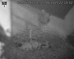 Capi_Dubne_20250625_221002.jpg