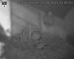 Capi_Dubne_20250625_224503.jpg
