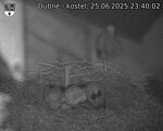 Capi_Dubne_20250625_234002.jpg